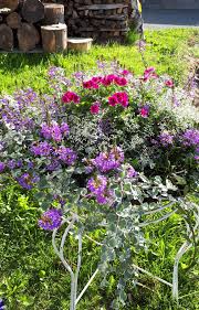 Sommerflor 2018 Englische Geranie Euphorbie Scaevola Helicrysum Geranien Garten Flores