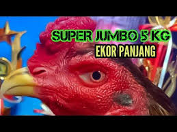 Ayam Bangkok Super Besar Jumbo Spesial Ekor Lidi Panjang Youtube Di 2020 Bangkok Ayam Hewan