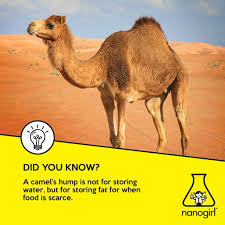 When the animal has to draw how does a camel survive without drinking water? Dr Michelle Dickinson On Twitter A Camel S Hump Is Not For Storing Water But For Storing Fat When Food Is Scarce As They Use Up Their Fat Stores In Lean Times Their