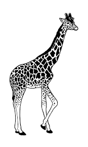 Art takes a long time to make kids!! Giraffe Ink Illustration Drawing By Loren Dowding