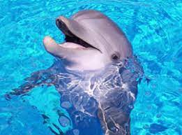 Contact your dolphin swim tour operator of choice for more information on what you can expect! Dolphins For Sale