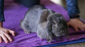 Finde zu hause mit yoga zu mehr beweglichkeit & entspannung. Yoga In Indianapolis Where To Find Classes With Goats Wine Dogs