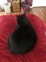 julio mesa adli kullanicinin black cats panosundaki pin kedi