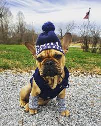 Frenchie In Chill Beanie And Leg Warmers Frenchie Doglegwarmers Dogbeanie Fenchbulldog Cute French Bulldog Cute Animals Dog Costume