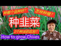 韭菜种植 种哪个品种好 怎样种植 2种种法的区别 how to grow chives mars hydro 有字幕english su growing chives calm artwork keep calm artwork