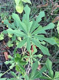 Image result for Manihot grahamii