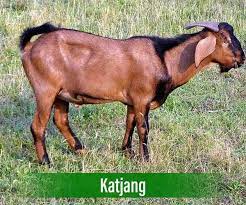 Apa jadi bila ph level tak seimbang? Modal Ternak Kambing Untuk Penternak Baru Bermula