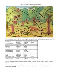 En hispanoamérica es habitual que adentro lleve también un complemento introducido por de: Retea Trofica Intr O Padure De Foioase