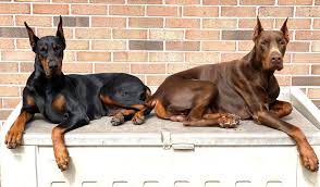 I have akc registered doberman puppies coming soon she will have them any day now the mom is blue and tan dad is black and tan. Akc European Doberman Puppies In Virginia