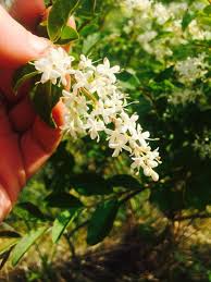 The foliage of false solomon's seal looks very much like that of solomon's seal, but the flowers and later the fruit are the giveaways. Shrub With Small White Flowers