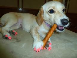 How old do cats have to be for cat nail caps? Cat Claw Caps Animal Rights Wrongs