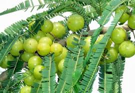 Image result for Phyllanthus parvus
