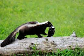 Life Cycle Of A Skunk Skunkremovaltoronto Ca
