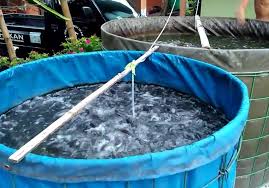 Ternak Lele Kolam Terpal Tukang Taman Jogja Jasa Pembuatan Taman Di Jogja