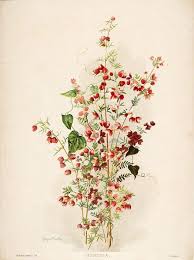 Boronia Pinnata Boronia Wildflower Paintings Botanical Art Prints