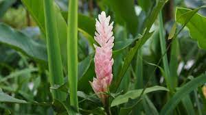 Welche ansprüche zingiber officinale an seinen standort stellt, woran sie eine reife knolle erkennen und was sie sonst von beim anbauen von ingwer beachten müssen, erfahren sie in diesem ratgeber. Ingwer Anpflanzen Das Musst Du Beim Anbau Beachten Utopia De