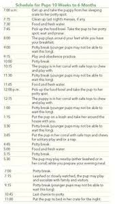 puppy potty training schedule goldenacresdogs com