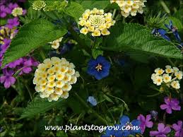 Image result for Anagallis barbata