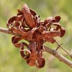Image result for Cephalocroton mollis