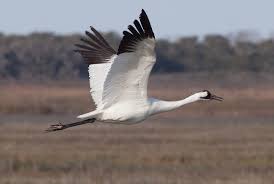 Black cap extends below eye. Whooper Identification Friends Of The Wild Whoopers