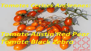 Varietes De Tomates Cerises Anciennes Tomate Cerise Austin S Red Pear Tomate Cerise Black Zebra Https Youtu Be Lrmvpfbk50i