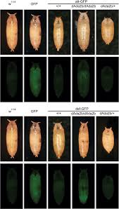 AMP promoter-GFP reporter gene expression in dAda2b mutant pupae ...