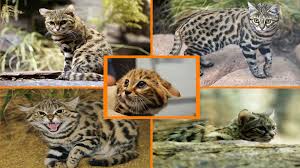 kimsenin varligindan dahi haberdar olmadigi 14 yabani kedi turu listelist com