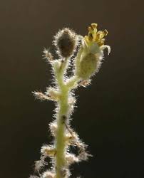 Image result for Chrozophora plicata