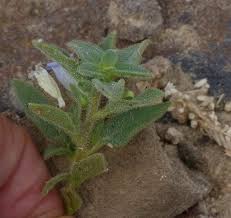 Image result for Anticharis