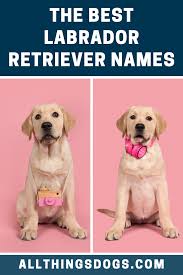 Labrador Retriever Names In 2020 Labrador Retriever Labrador Labrador Names