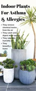 7 Best Indoor Plants For Asthma Allergy Sufferers And Air Pollution Best Air Purifying Plants Indoor Plants Best Indoor Plants