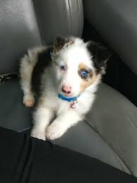 Check spelling or type a new query. Miniature Australian Shepherd 10 Things You Should Know Your Dog Advisor
