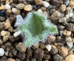 Image result for Eriospermum porphyrium