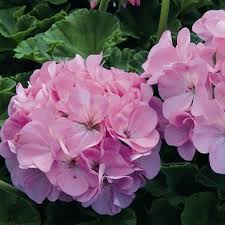 These are the best online plant stores for finding affordable plants for your garden or patio. Geranium Seeds 34 Varieties Annual Flower Seeds Flower Seeds Online Flower Seeds Annual Flowers