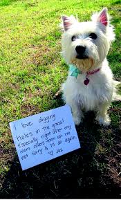 Maybe you would like to learn more about one of these? Stop Dogs From Digging News24