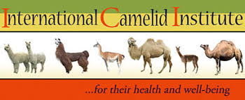 The alpaca also produces more fleece than its larger cousin and in a much greater. Drugs International Camelid Institute