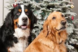 Ace golden retriever home has healthy and playful puppies ready for new homes now. Bernese Mountain Dog Mix Animal Hearted Apparel