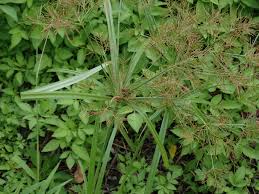 Image result for Cyperus distans