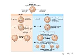 Maybe you would like to learn more about one of these? Meiosis Reduction Division Ppt Download
