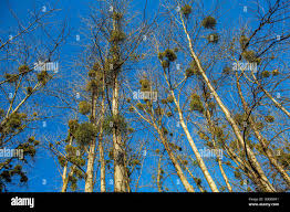 Image result for Viscaceae