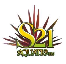 Image result for Syngonanthus robinsonii