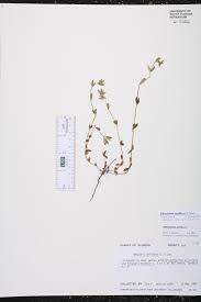 Image result for Oldenlandia goreensis