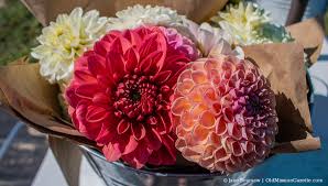 We did not find results for: Farm Stand Pick Of The Week Flowers At The Farm At Cherry Hill