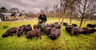 Image result for Cleome polyanthera