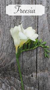 Freesia Flowers Types Of Flowers Planting Flowers