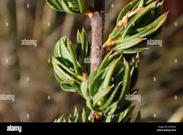 Image result for Cliffortia serpyllifolia
