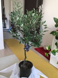 オリーブの挿し木 ペッドボトルの密閉挿し方法は成功するか 観葉植物ブログ緑組 植物の育て方
