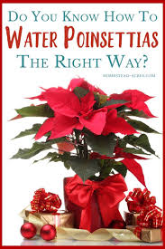 How To Care For Poinsettias Year Round In 2020