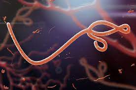 Search the world's information, including webpages, images, videos and more. Perkembangan Ebola Dari Masa Ke Masa