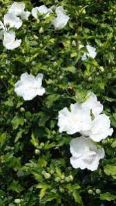 All the easy care reliability you expect from roses of sharon. Hibiscus Syriacus White Pillar Hibiscus White Pillar